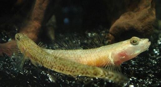 琴魚.jpg